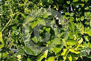 Oroblanco or Pomelit or Israeli Jaffa Sweetie tree