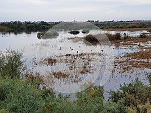 Oroklini lake with plants and birds in Larnaca district of Cyprus Island