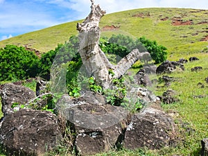 Orongo, the relevance of Easter Island