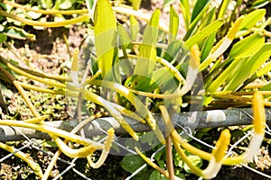 Orontium Aquaticum or floating arum in Zurich in Switzerland