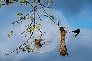 Oropendola or Conoto bird building a nest on a tree branch.