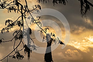 Oropendola or Conoto bird building a nest on a tree branch during a colorful sunrise