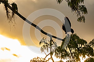 Oropendola or Conoto bird building a nest on a tree branch during a colorful sunrise