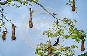 Oropendola or Conoto bird building a nests on tree branches.
