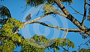 Oropendola or Conoto bird resting on a tree branch