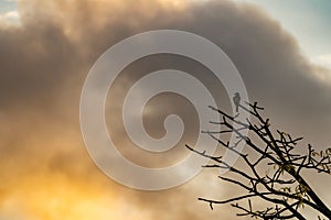 Oropendola or Conoto bird resting on a tree branch during a colorful sunrise