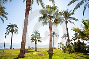 Oropesa de Mar in Castellon palm tree garden in mediterranean photo