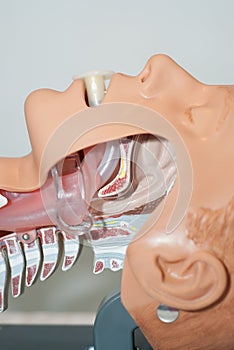 Oropharyngeal tube in Airway