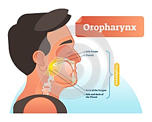 Oropharynx vector illustration. Anatomical labeled scheme with human soft palete, tonsils, back of tongue and side of throat.