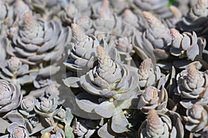 Orostachys Chinese Hat