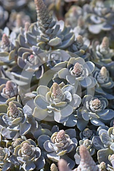 Orostachys Chinese Hat