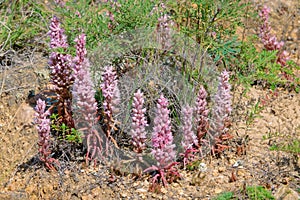 Orostachys fimbriatus