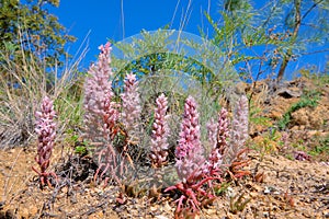 Orostachys fimbriatus