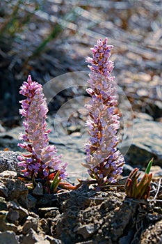 Orostachys fimbriatus