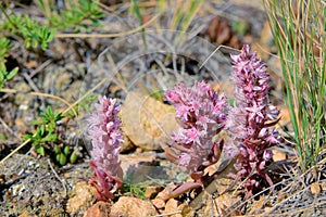 Orostachys fimbriatus