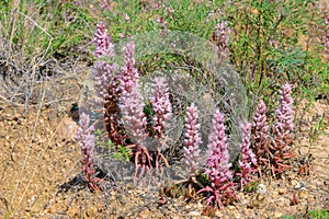 Orostachys fimbriatus