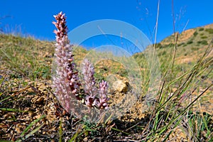 Orostachys fimbriatus