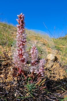 Orostachys fimbriatus