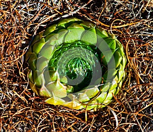 Orostachys spinosa