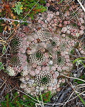 Orostachys spinosa. Succulent plant spiny pennywort in the mountains in spring, Orostachys spinosa, selective focus.