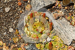 Orostachys spinosa, Lake Baikal