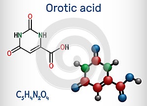 Orotic acid molecule. It is a pyrimidinedione and a carboxylic acid.  Structural chemical formula and molecule model. Vector