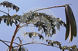 Oroxylum indicum fruiting twig Sonapatha