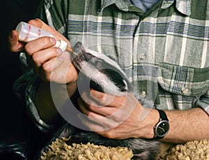 Orphan badger gets milk photo