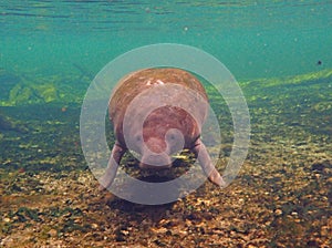 Orphan juvenile Manatee swimming in a Florida spring