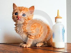 Orphan orange tabby kitten sitting next to bottle of milk