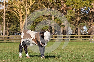 Orphan Spring Calf with Cow Hide