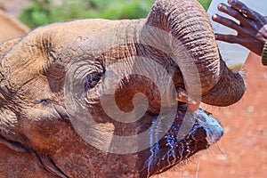 Orphaned African Elephant Dribbling Milk photo