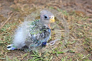 Orphaned baby Australian Rosella