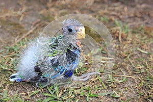 Orphaned baby Australian Rosella