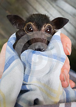 Orphaned Baby Spectacled Flying Fox Fruit Bat