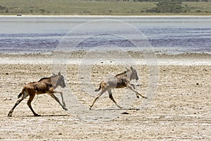 Orphaned Baby Wildebeests Running in Serengeti