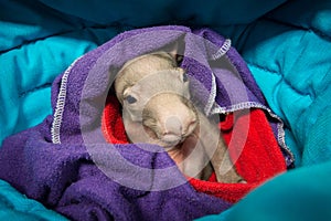 Orphaned Baby Wombat photo