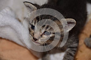 Orphaned Bottlefed Kitten: Angels with Piranha teeth and claws photo