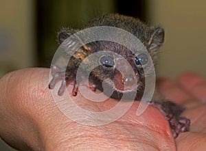 Orphaned bushbaby, Zanzibar, Tanzania