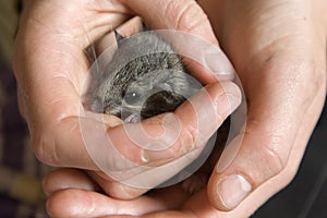 Orphaned dormouse baby in safety