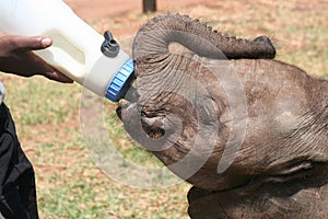 Orphaned elephant being fed from a bottle
