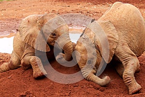 Orphaned elephants