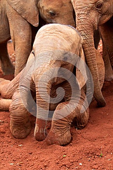 Orphaned elephants photo