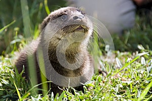 An orphaned European otter photo