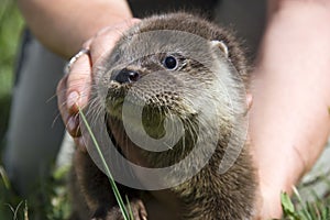An orphaned European otter