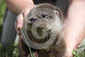 An orphaned European otter photo