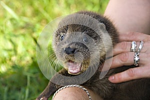 An orphaned European otter photo
