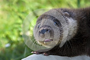 An orphaned European otter