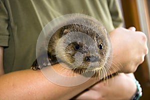 An orphaned European otter