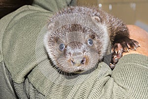 Orphaned European otter baby in the hand of his zookeeper